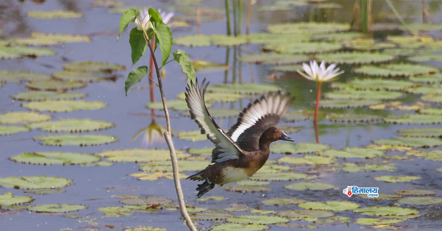 Birdwatching…