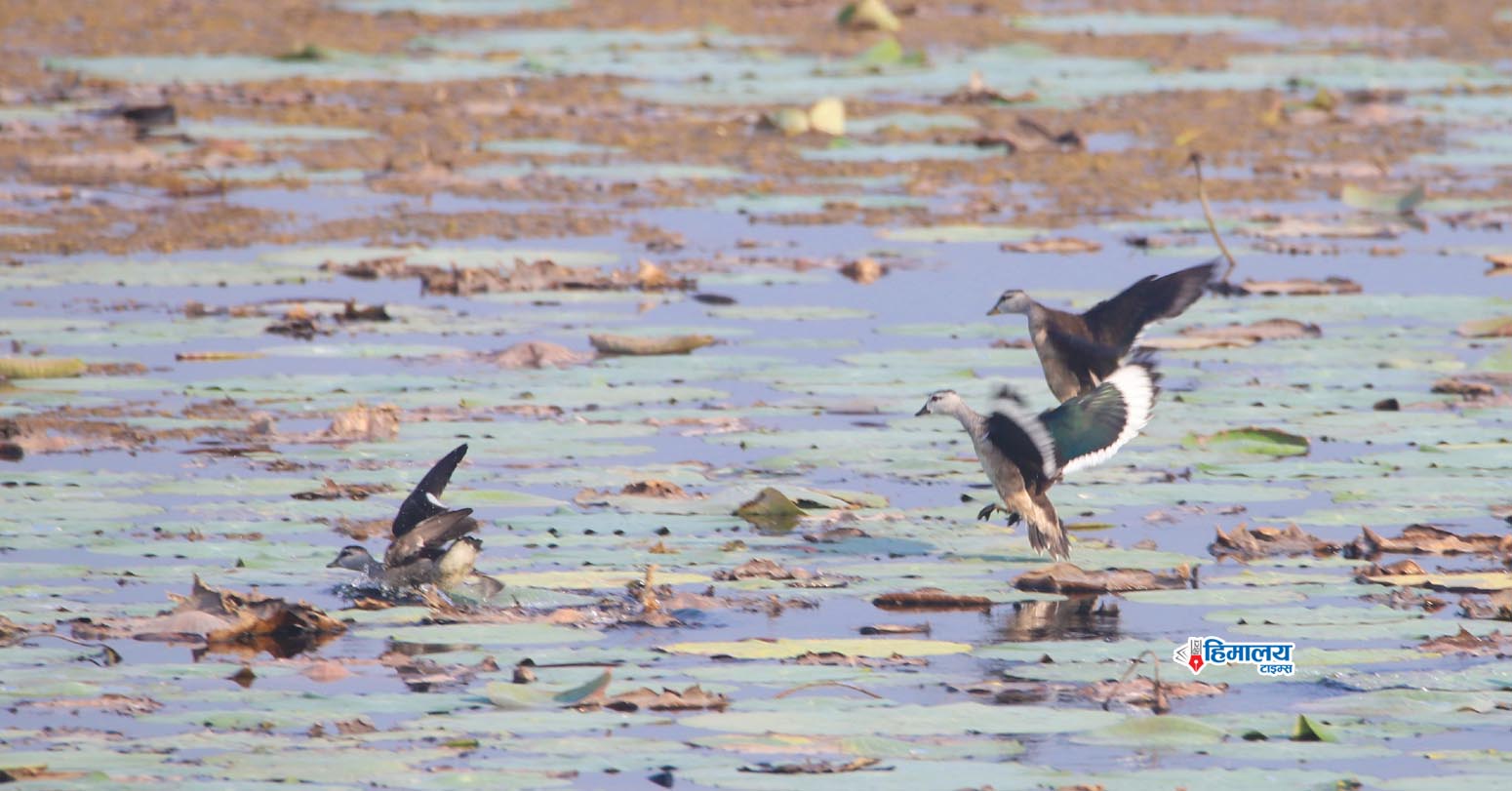 Jagdishpur Lake Enticing With Birds (In Pictures)