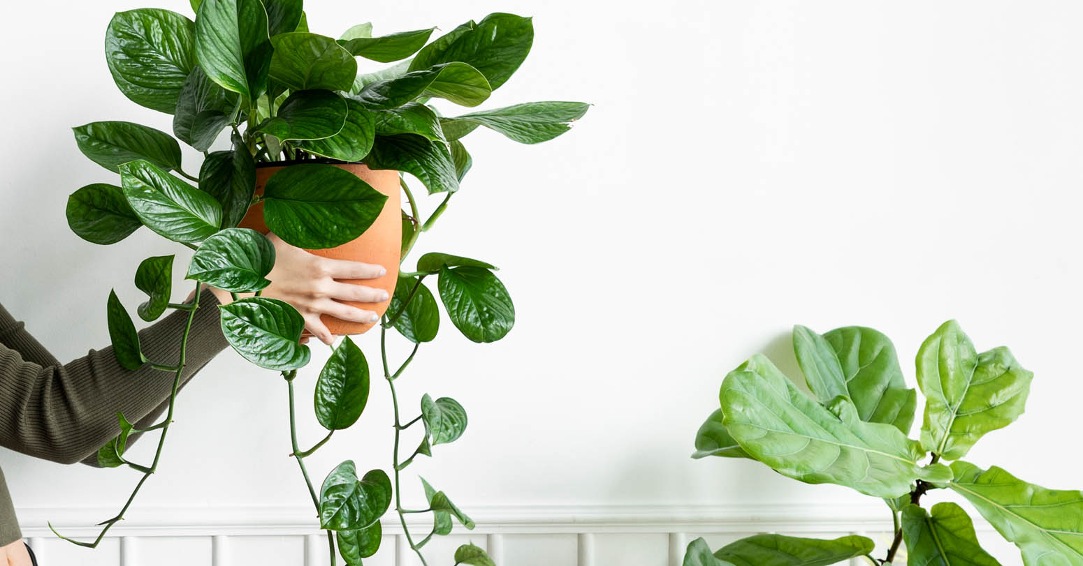 Slow Transition To Winter Keeps Houseplants Healthy