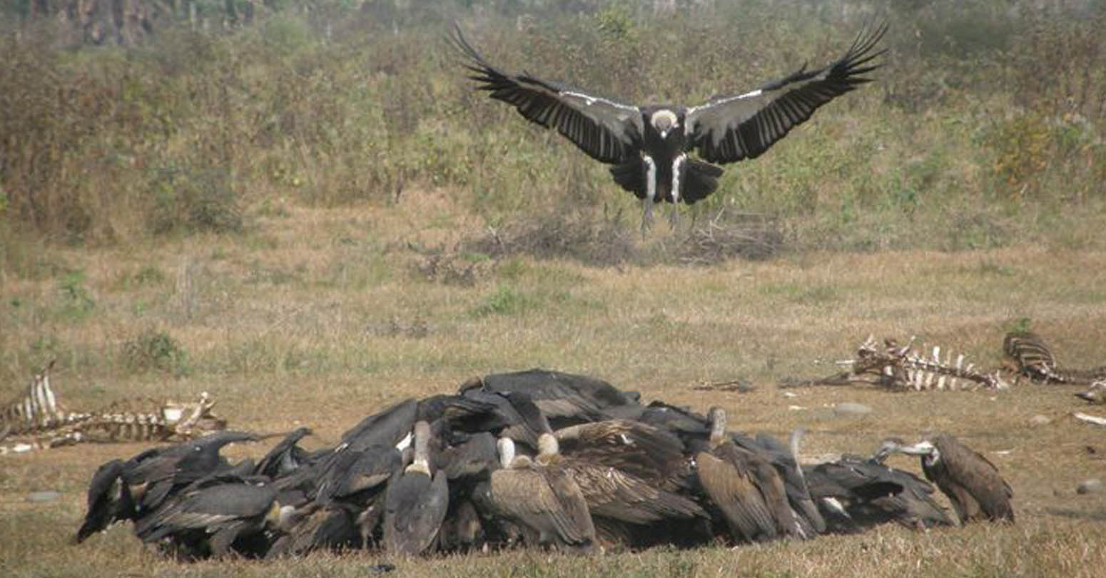 Vulture…