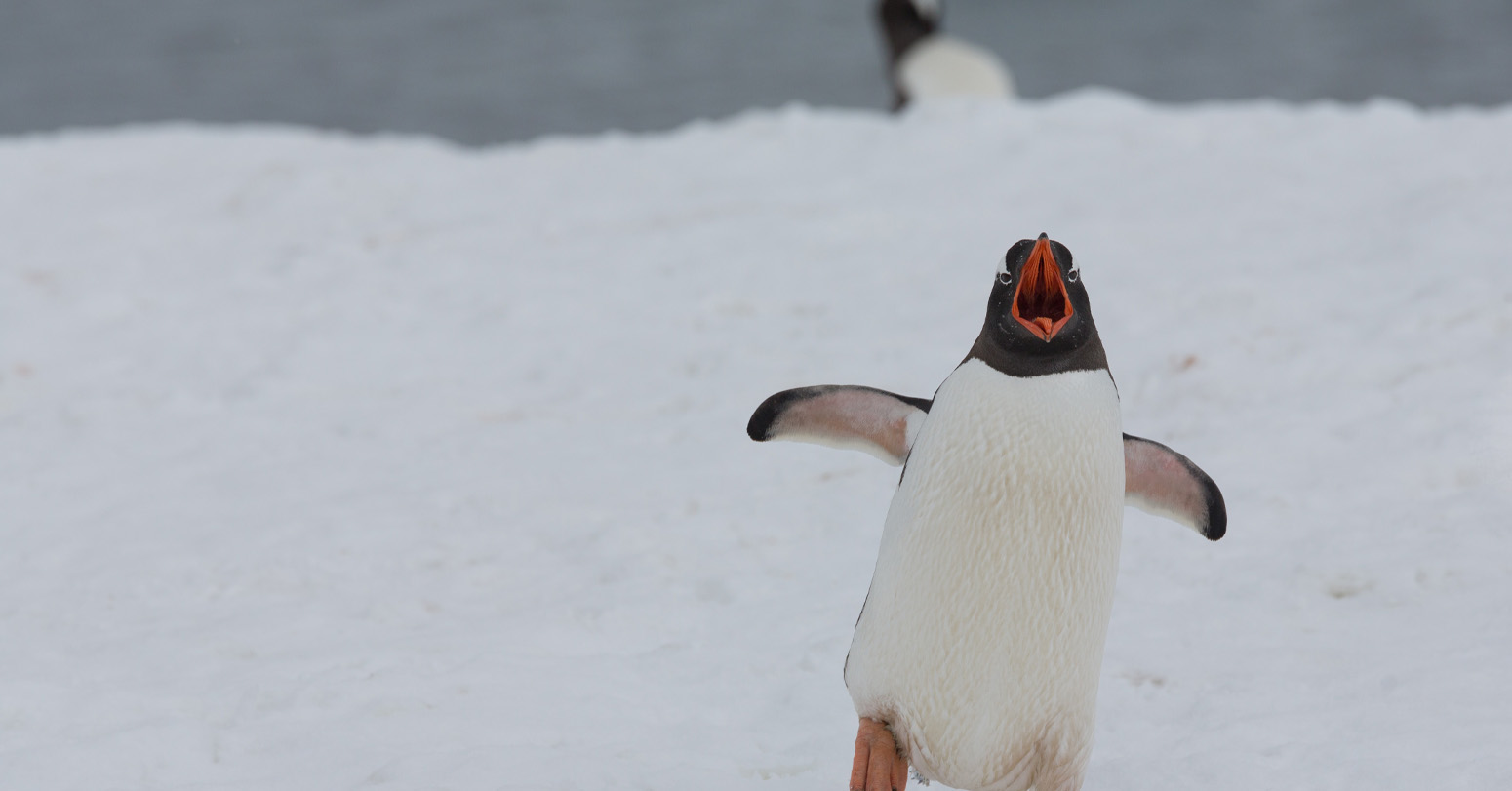 Climate Change: Thousands Of Penguins Die In Antarctic Ice Breakup