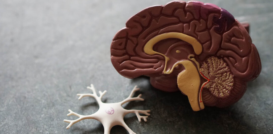 Natural Sugars May Have Helped Fuel Human Brain Evolution: Study