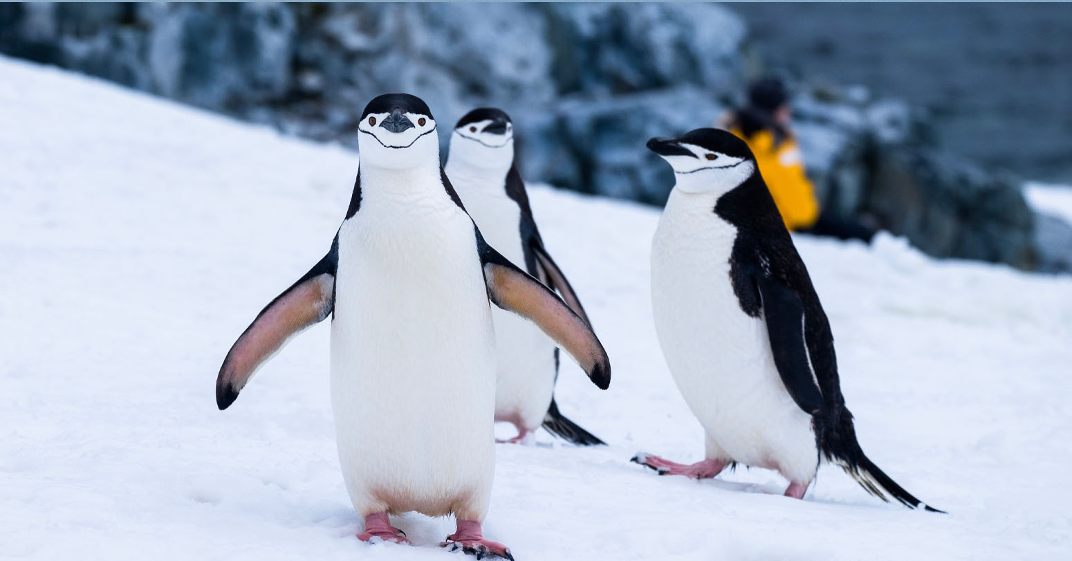 Penguins…