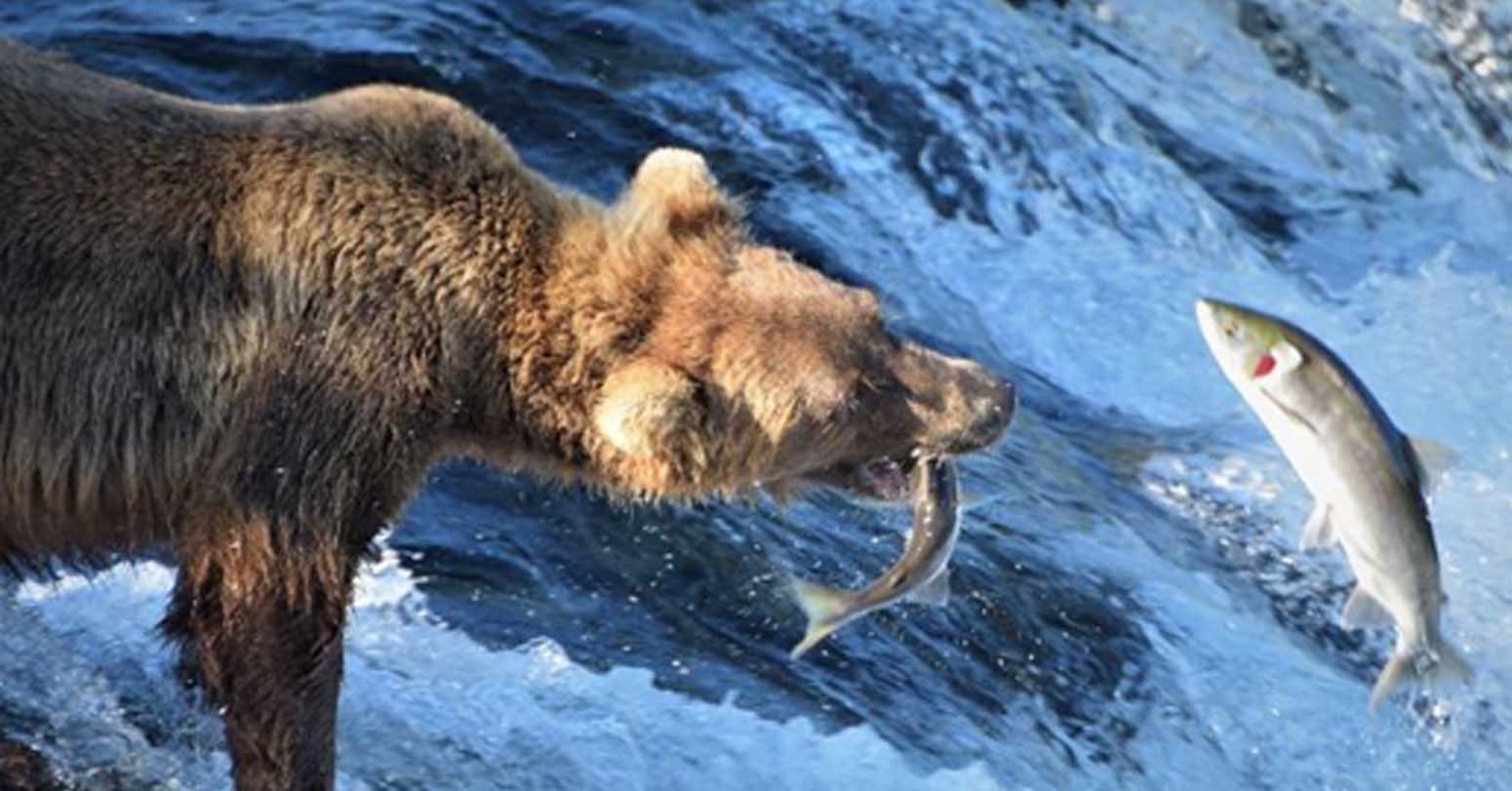Bears Designated As Animal Subject To Subsidized Culling In Japan