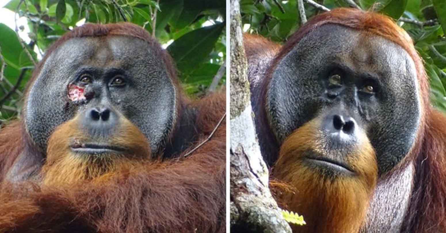 Self-Care: Orangutan Apparently Heals Face Wound With Herbs
