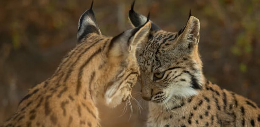 Artificial Smell Technology Being Used To Reduce Human-Wildlife Conflict