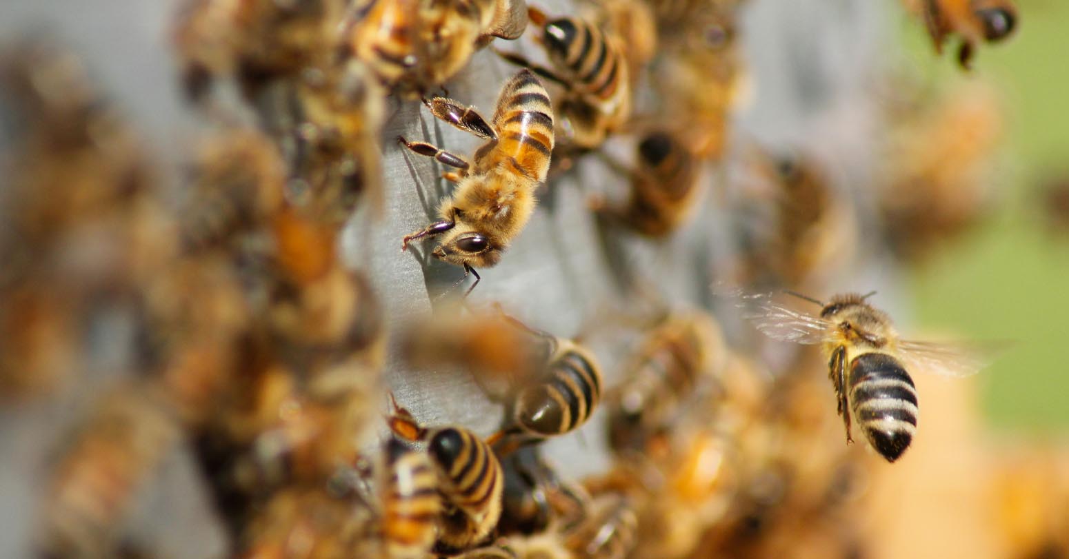 Team Arrives In Jumla To Study On Death Of Honeybees