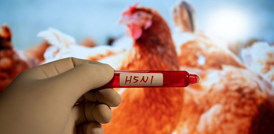 Bird Flu Detected In Five Places Of Morang District