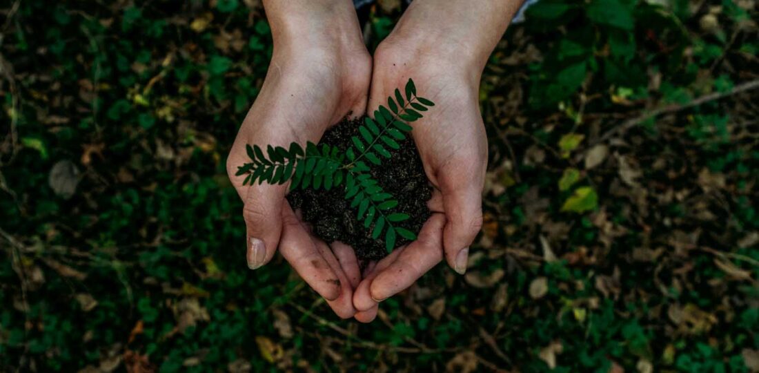 Plant Day Being Marked With Various Events