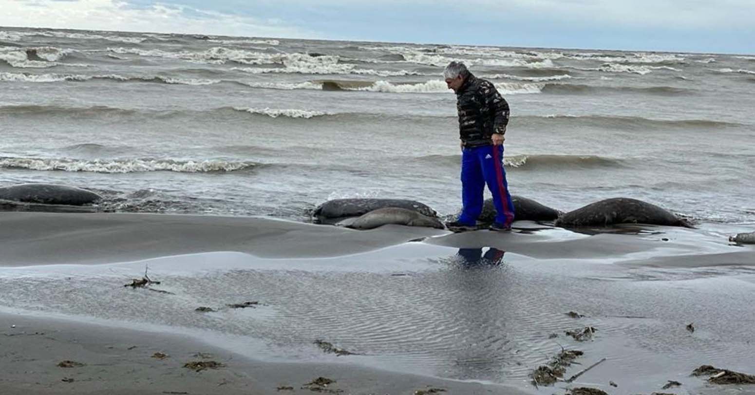 2,500 Deceased Seals Wash Up On The Caspian Sea Coast, Nobody Knows Why