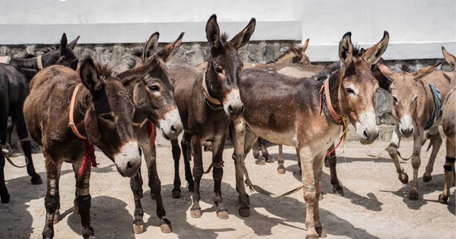 A Free Clinic For Donkeys, Vital To Ethiopia’s Economy