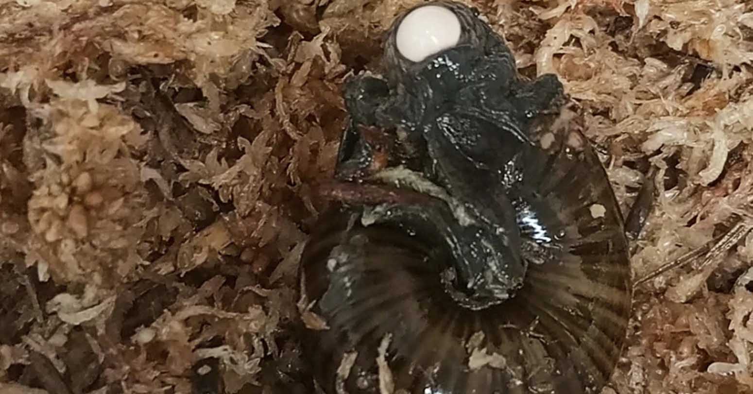 A Rare New Zealand Snail Is Filmed For The First Time Laying An Egg From Its Neck