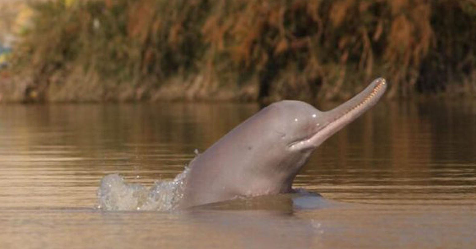 Number Of Dolphins Goes Up In Saptakoshi River