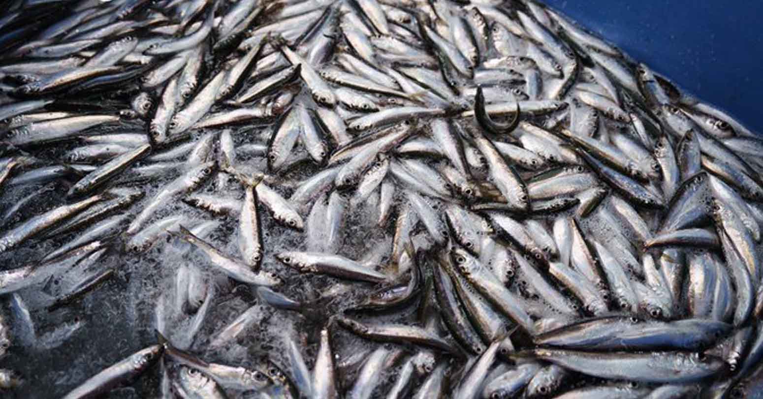 Ailing Baltic Sea In Need Of Urgent Attention