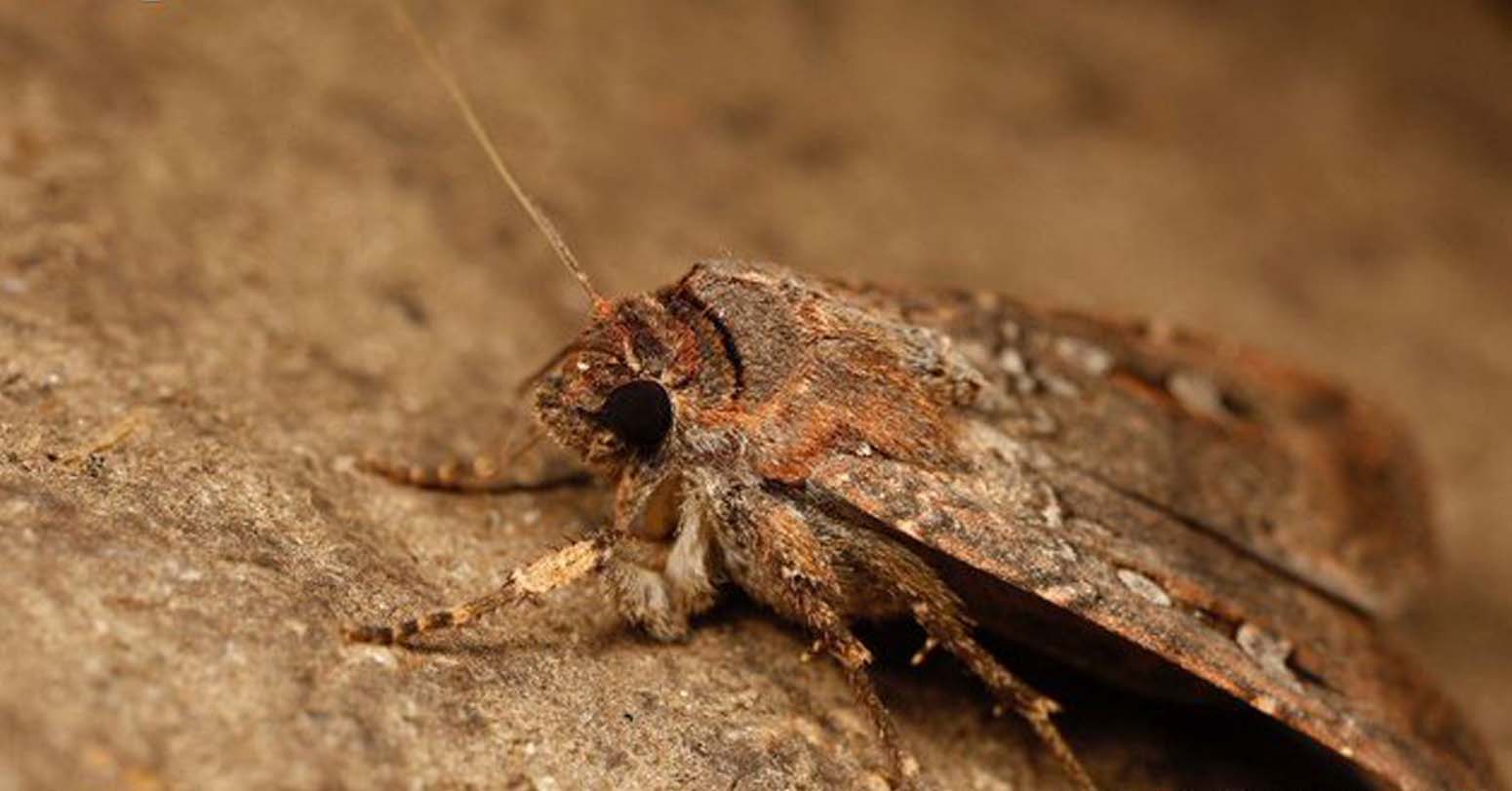Moth…