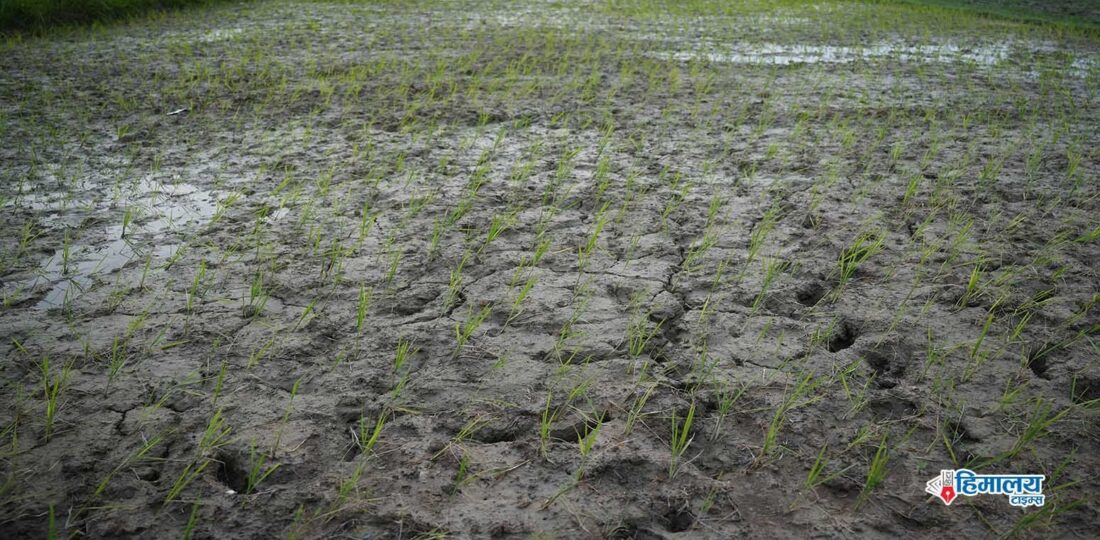 Farmers Forced To Use Groundwater For Rice Plantation In Lack Of Sufficient Rains