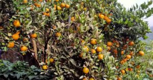 Baglung Village Sells Orange Worth Rs 40 Million