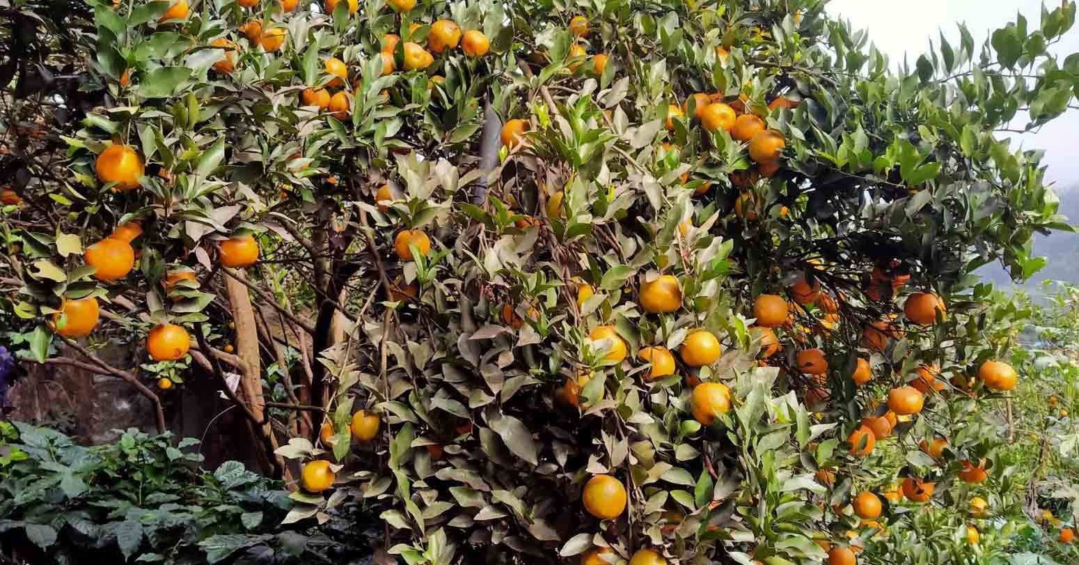 Parbat Exports Oranges Worth Rs 320 Million