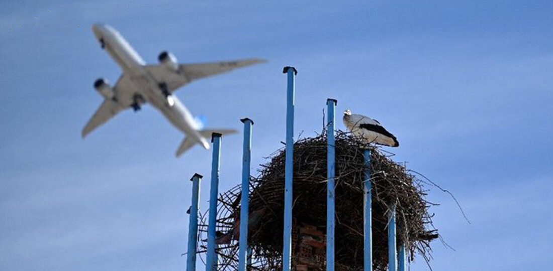 Noisy Humans Harm Birds And Affect Breeding Success: Study