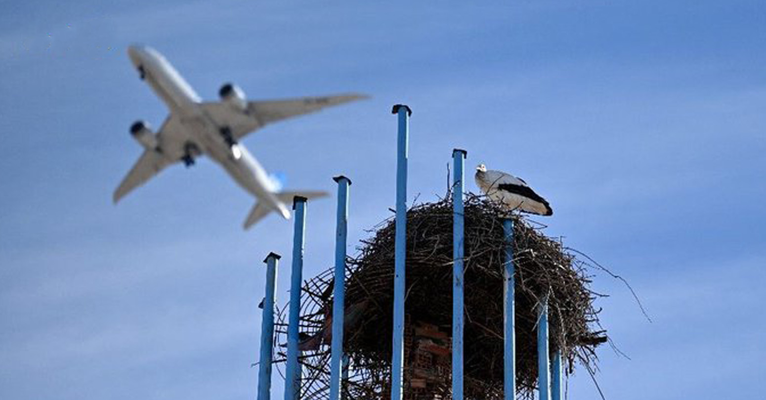 Noisy Humans Harm Birds And Affect Breeding Success: Study