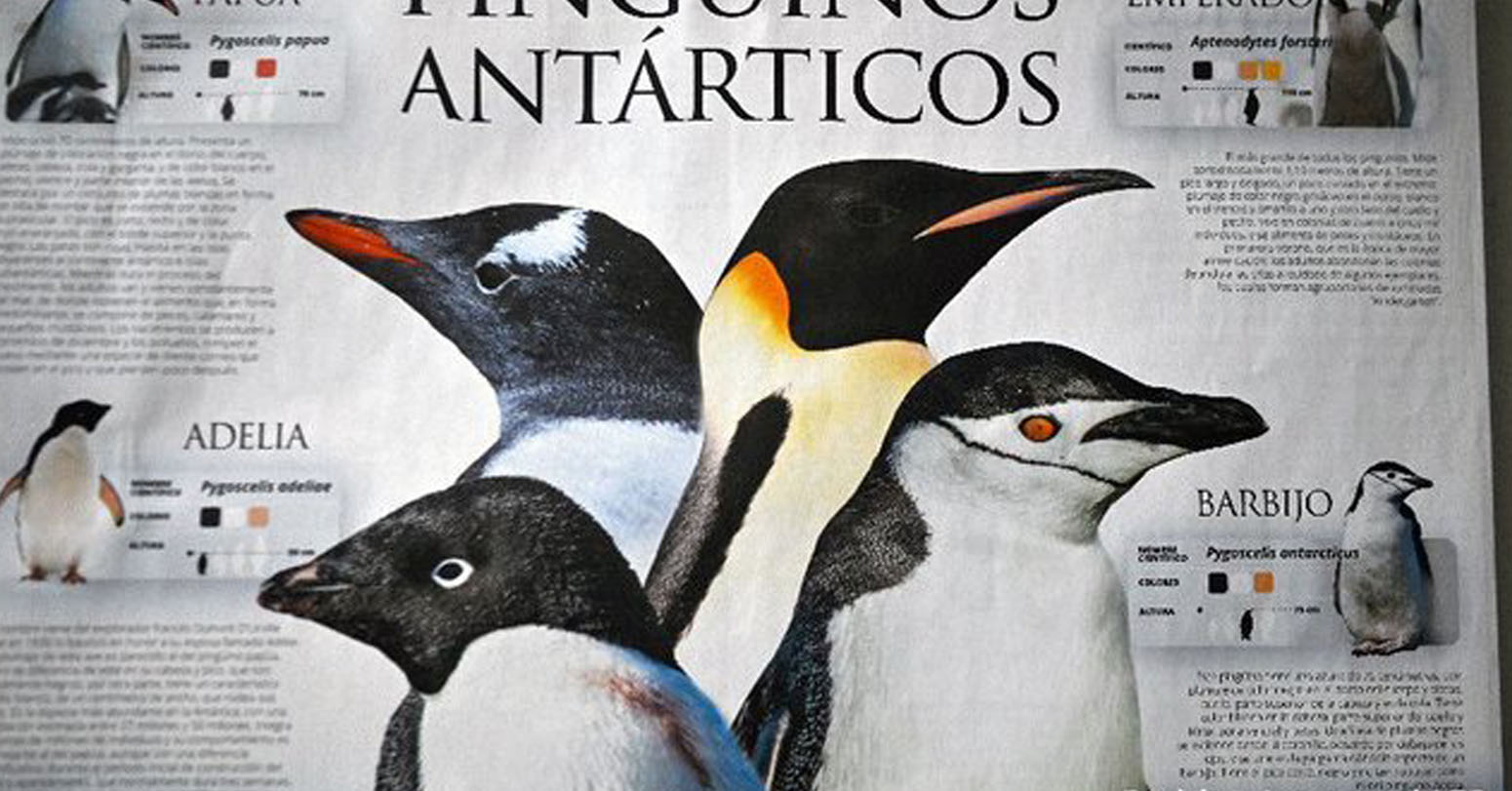 Bird flu Ravaging Antarctic Wildlife, Scientist Warns