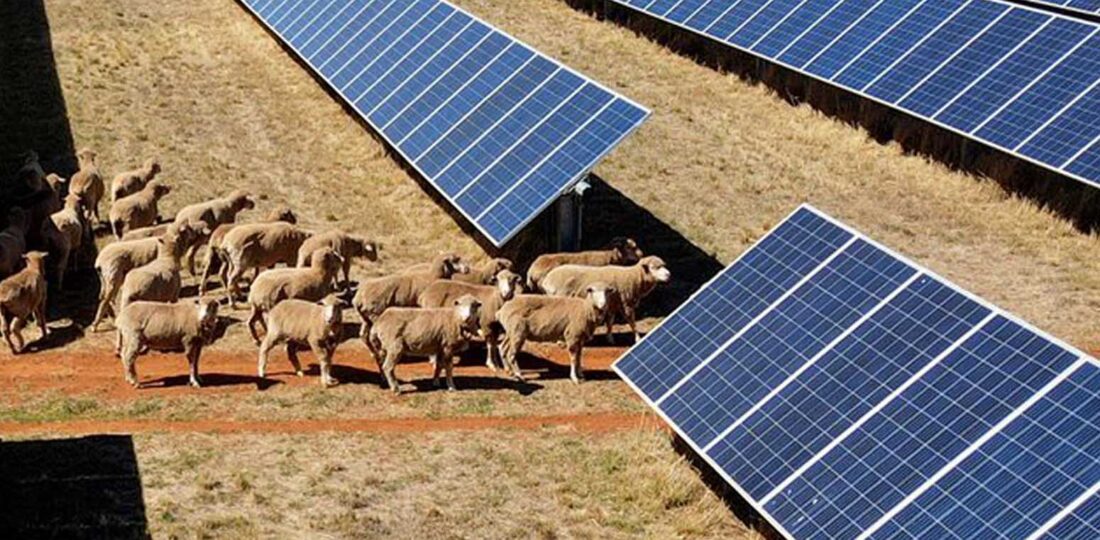 ‘Solar Sheep’ Help Rural Australia Go Green, One Panel At A Time