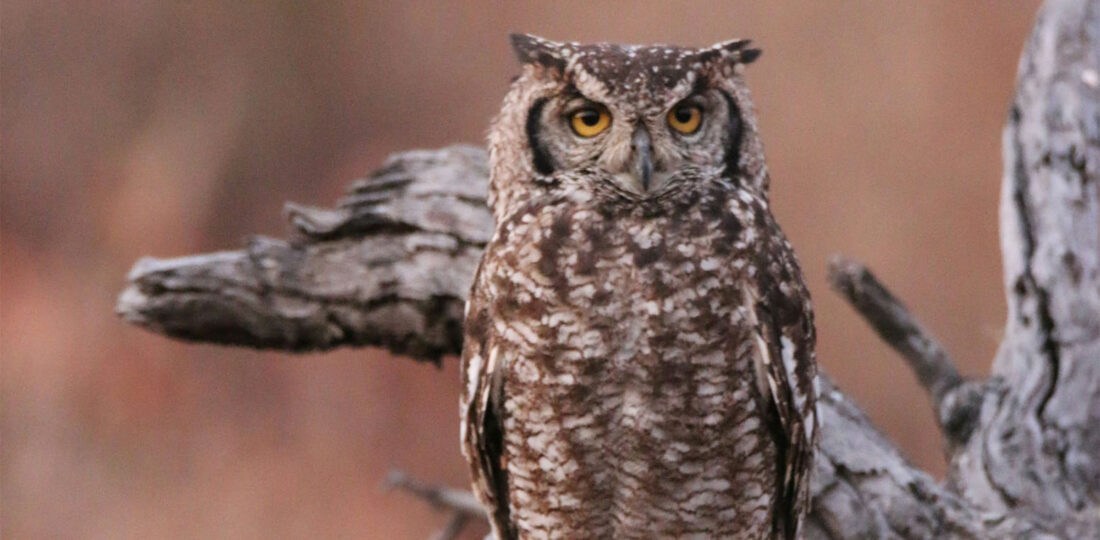 Owl Festival In Dang On May 1-2