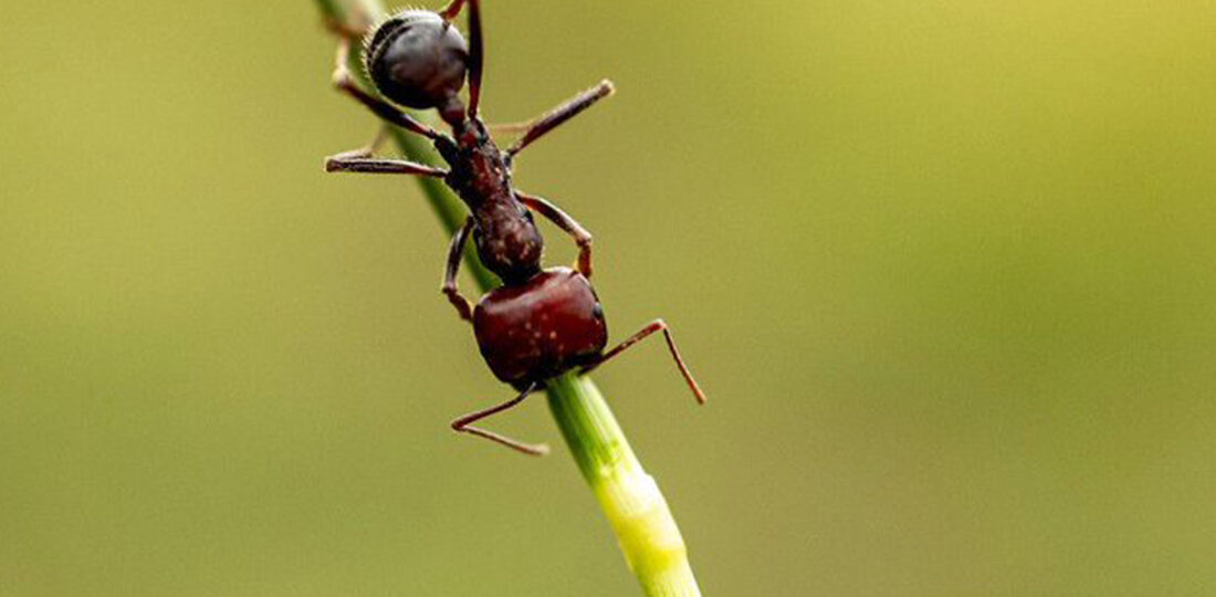 Kenya’s New Poaching Problem: Smuggling Giant Harvester Ants