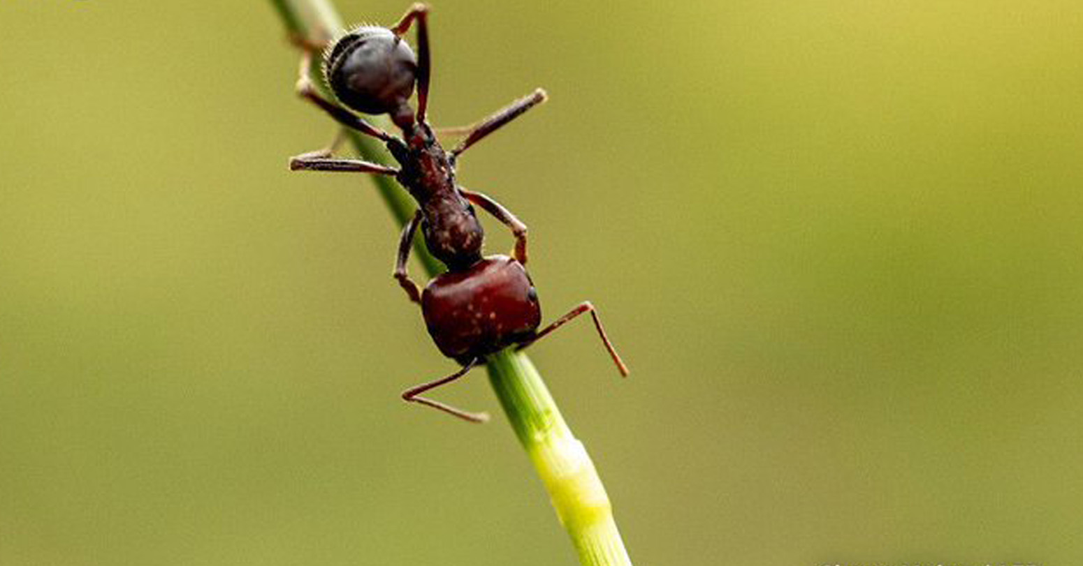 Kenya’s New Poaching Problem: Smuggling Giant Harvester Ants