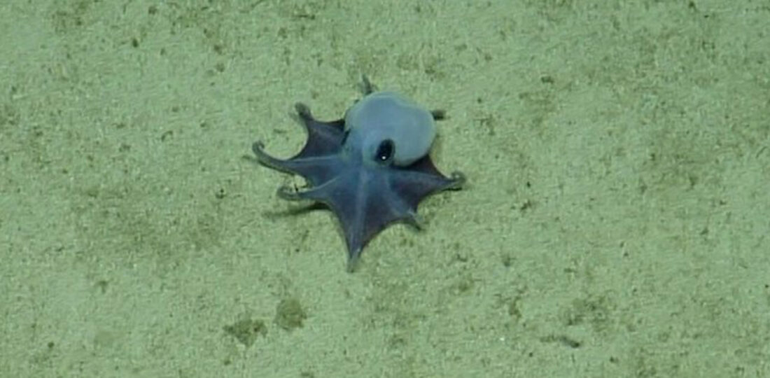 ‘He’s Tiny! It’s Blue!’: Scientists Find New Deep-Sea Octopus