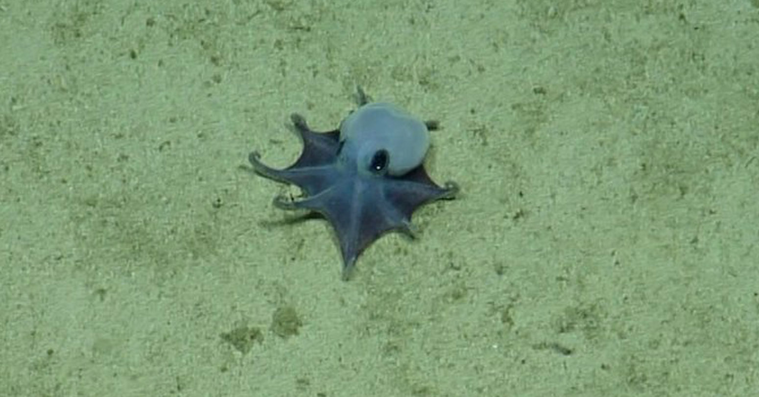 ‘He’s Tiny! It’s Blue!’: Scientists Find New Deep-Sea Octopus