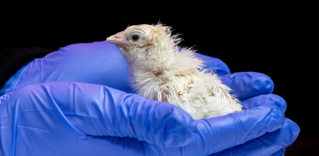 A De-Extinction Company Has Hatched Live Chicks From An Artificial Eggshell