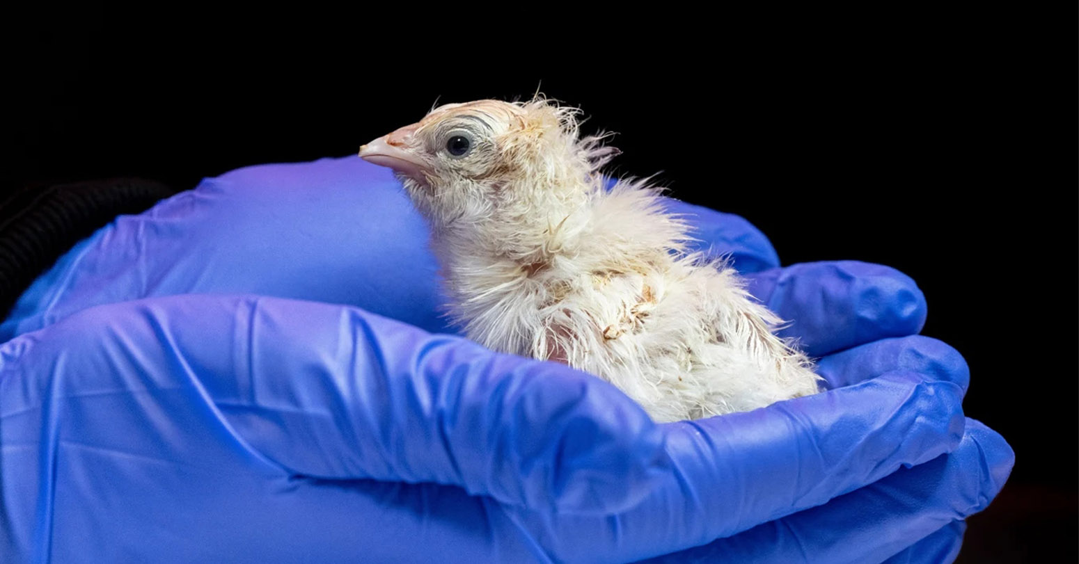 A De-Extinction Company Has Hatched Live Chicks From An Artificial Eggshell