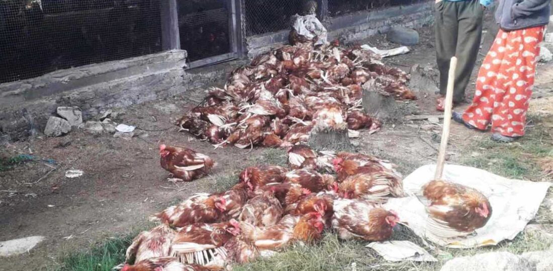 500 Million Released For Compensation To Poultry Farmers Affected By Bird Flu