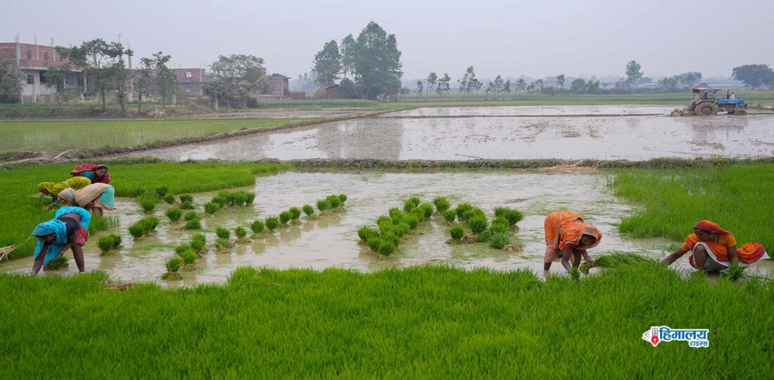 Paddy Plantation Down By 12.62%