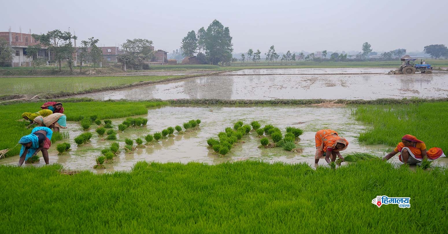 National Paddy Day Being Observed Across Nation Today