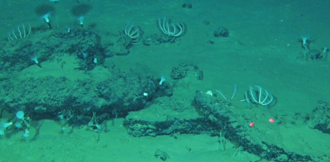 An Ancient Whale Graveyard In The Indian Ocean Teems With Life