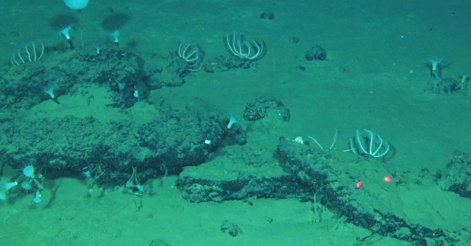 An Ancient Whale Graveyard In The Indian Ocean Teems With Life
