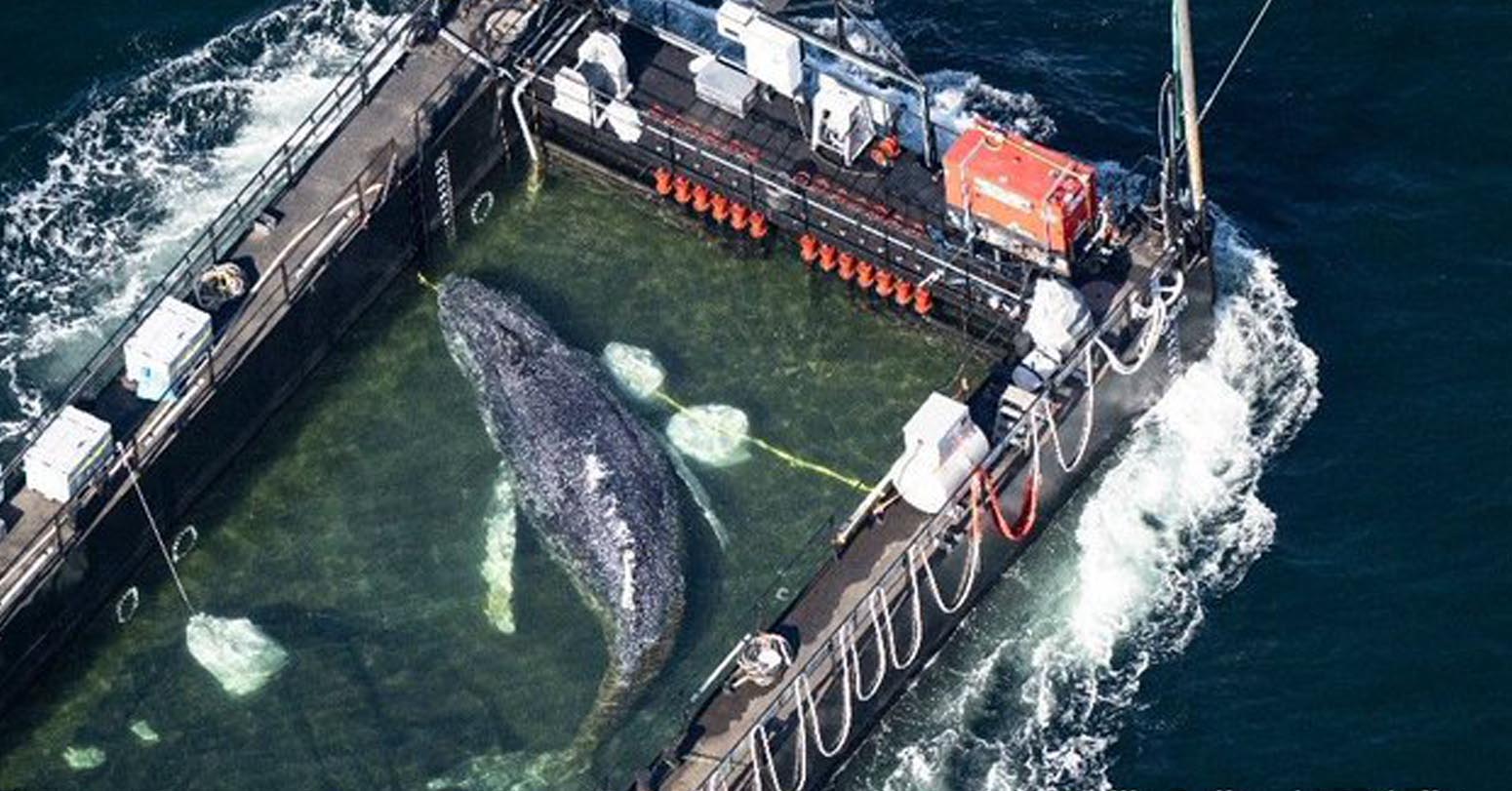 Scientists To Autopsy ‘Timmy’ The Whale