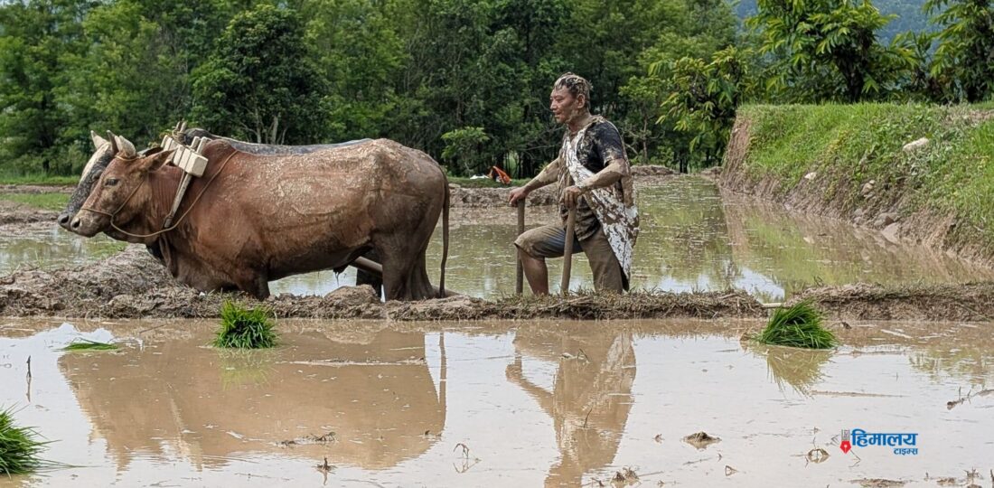 Traditional Paddy Planting Revives Agricultural Heritage In Sindhuli [Photo Feature]