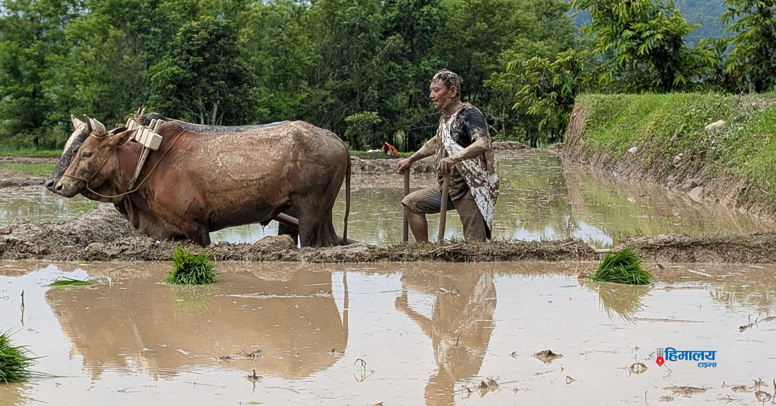Traditional Paddy Planting Revives Agricultural Heritage In Sindhuli [Photo Feature]