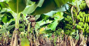 Banana Farmers Urge Government To Curb Price Manipulation In Retail Market