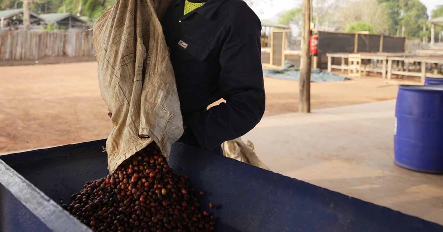 As Warming Climate Hammers Coffee Crops, This Rare Bean May Someday Be Your Brew