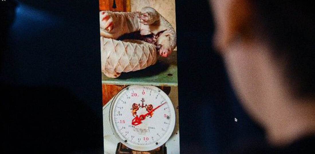 For Sale On Facebook: Monkeys, Rhino Horn And Dead Pangolins