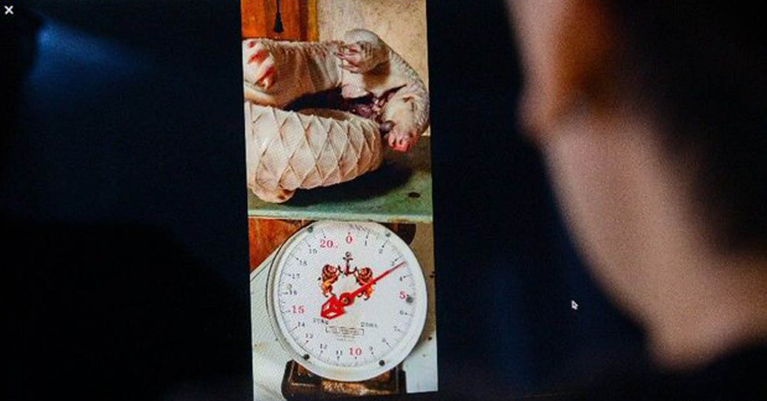 For Sale On Facebook: Monkeys, Rhino Horn And Dead Pangolins