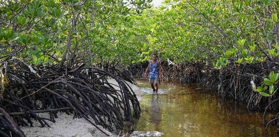 Protecting The Protectors: Racing To Save Philippine Mangroves