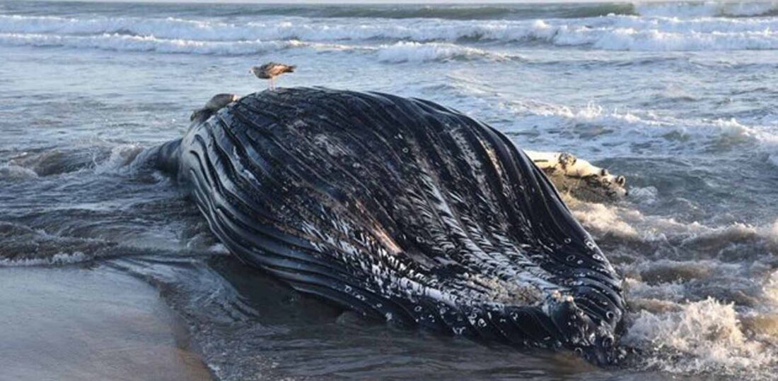 Whales At Risk, Hungry Pelicans: Marine Heat Wave Hits California