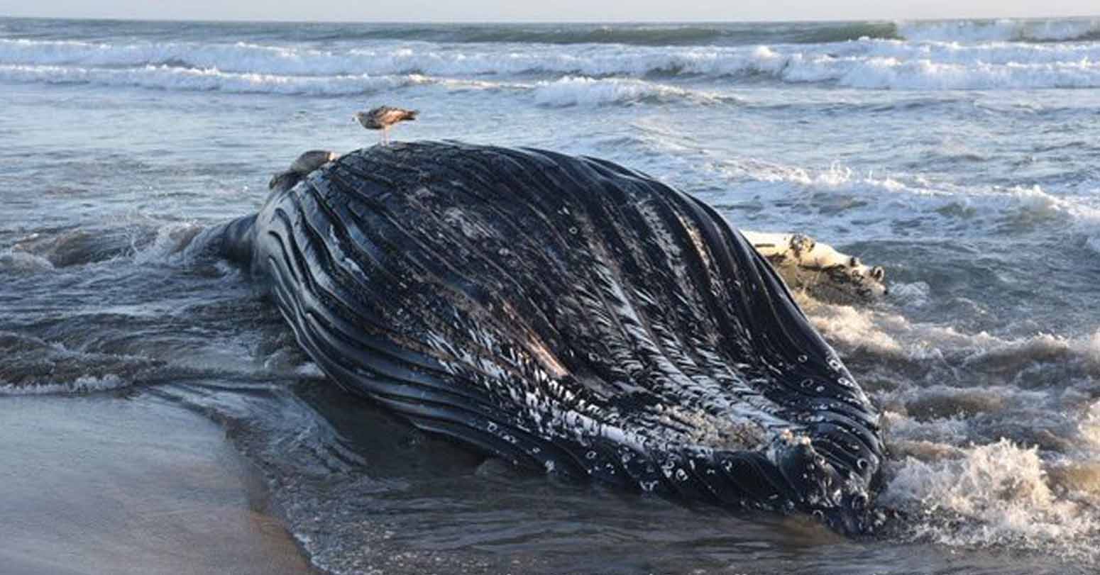 Whales At Risk, Hungry Pelicans: Marine Heat Wave Hits California