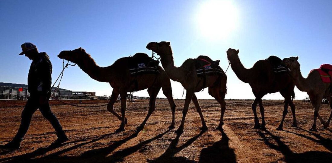 Camels Find Unlikely Home In Outback Australia