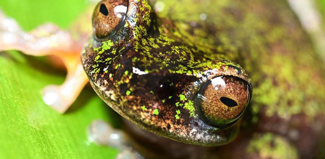 Nocturnal ‘Coffee Frog’ Discovered